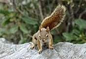 Squirrel-on-rock