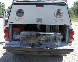 Masters Services Truck with Trapped Raccoon