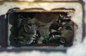 raccoons in chimney