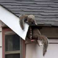 Squirrel removal