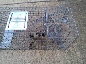 Raccoon Removal from Attic Houston