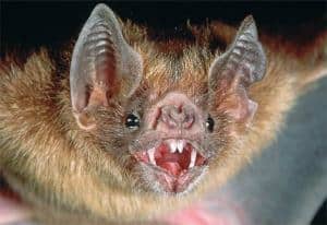vampire-bat1