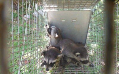 Wildlife Removal of Baby Raccoons in Dallas