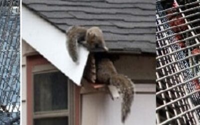 During Animal Removal