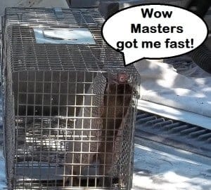 Trap wildlife