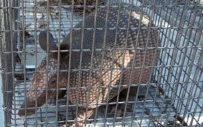Armadillo Close Up Trapped
