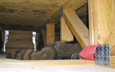 Dead Animal Removal Houston Dallas TX