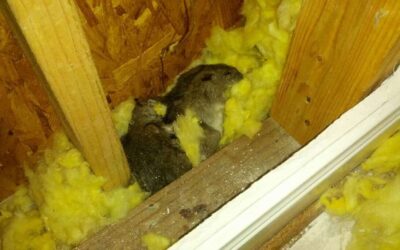 Dead Rat in walls