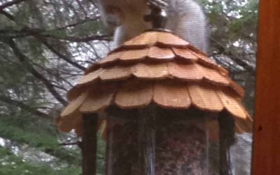 Wildlife Squirrel Removal