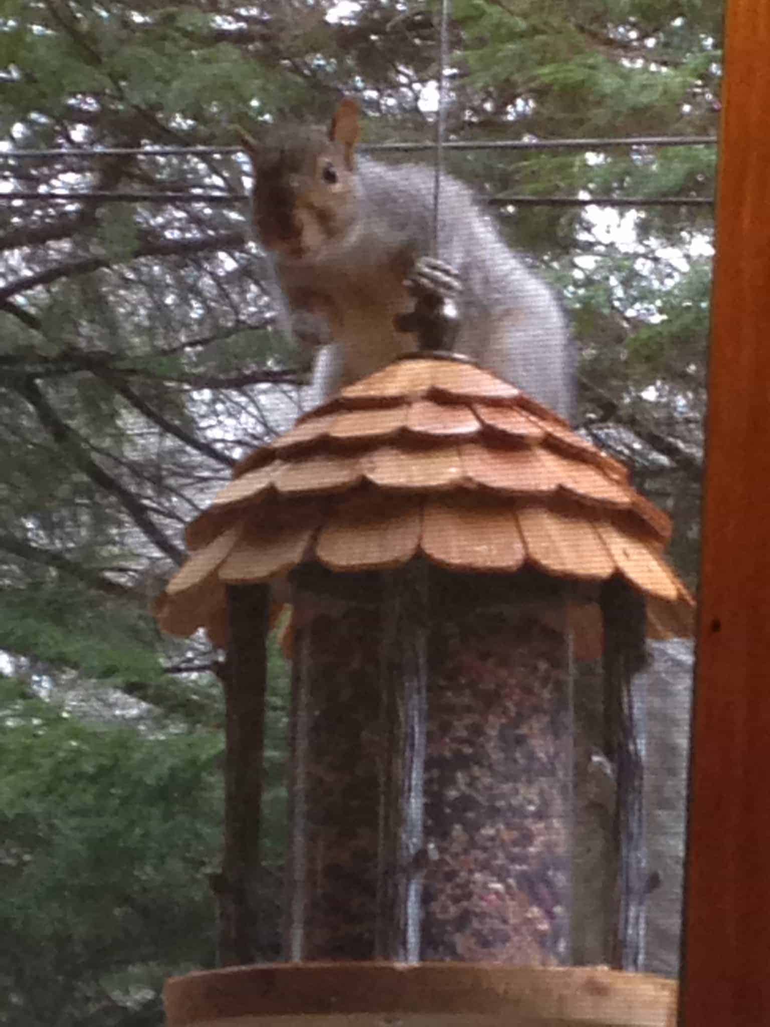 Wildlife Squirrel Removal