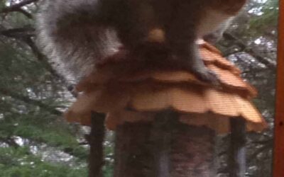 Animal Removal Plano