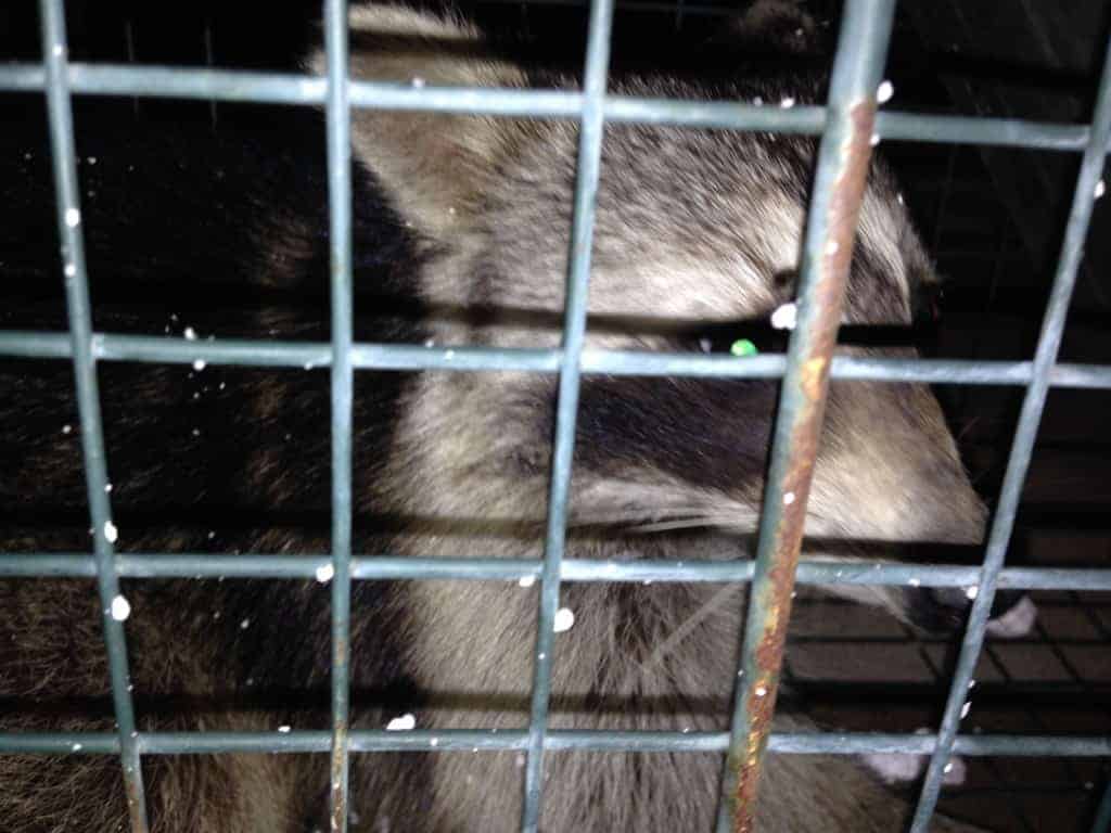 Trap Wildlife