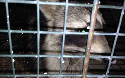 Trap Wildlife Raccoon