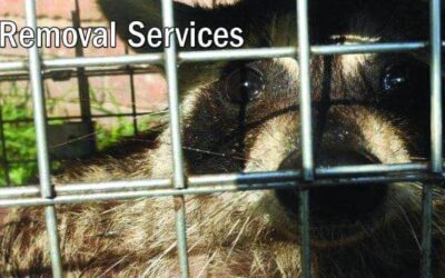 Animal in Attic Houston