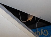 Rat on ceiling