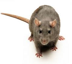 good-rat-pic