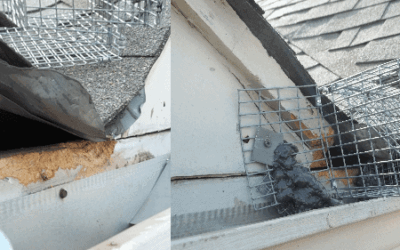 squirrel wildlife removal