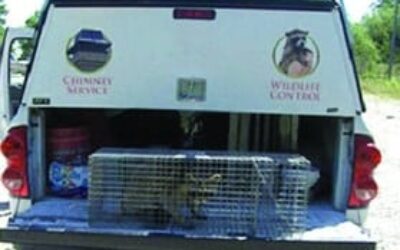 Wildlife Removal of Raccoon