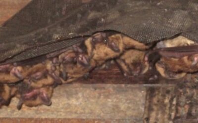 Bat Removal in Attic