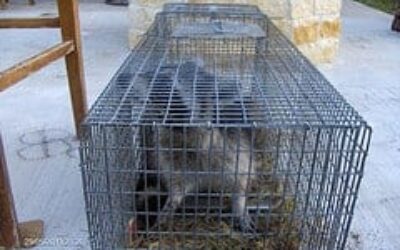 Raccoon Removal from Attic