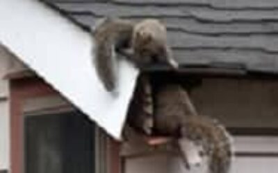 Squirrel removal
