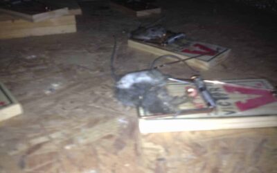 Animal Traps in the Attic