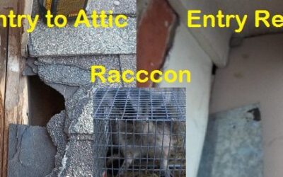 Best Houston Wildlife Expert in Texas