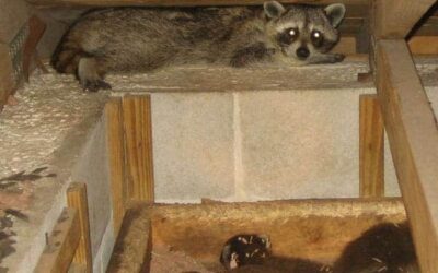 Several Raccoons inside Attic