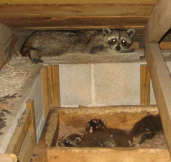 Several Raccoons inside Attic