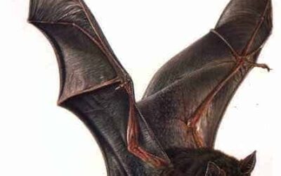 Removal of Bats