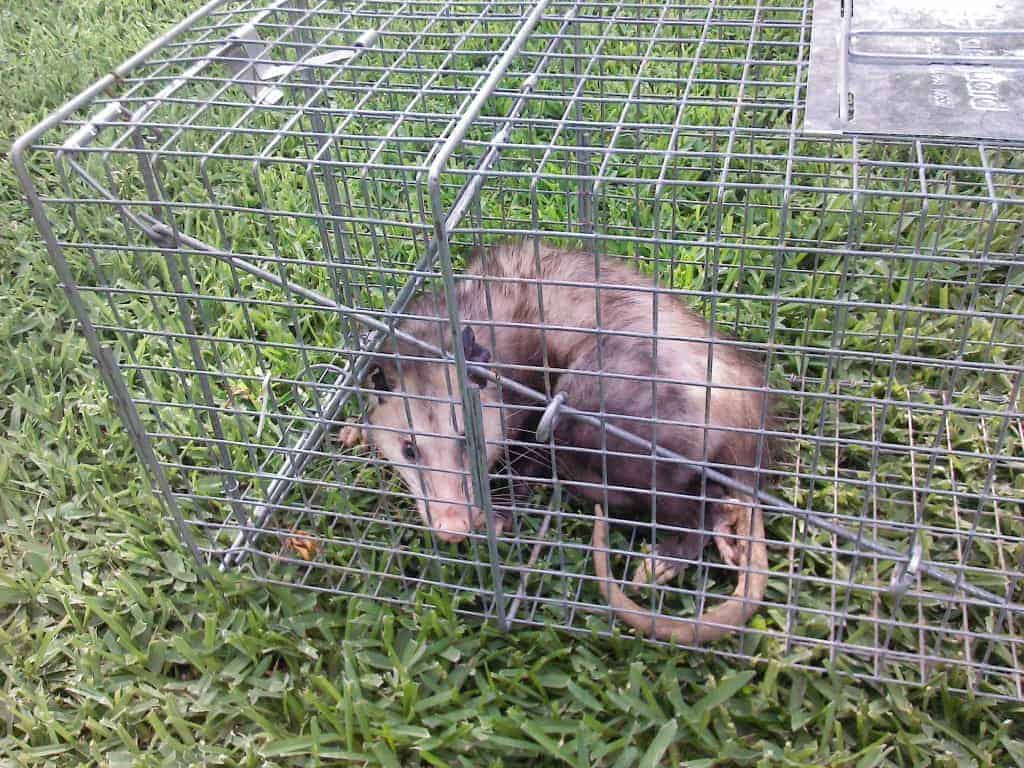 Animal Removal Thorton