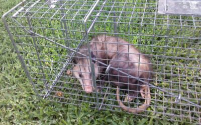 Animal Removal Thorton