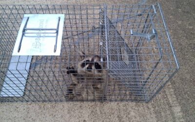 Raccoon Removal from Attic Houston