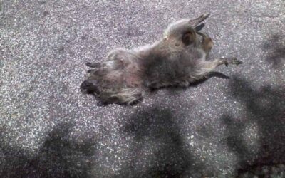 Animal Removal in the Attic
