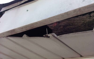Animal inside Attic Before Removal