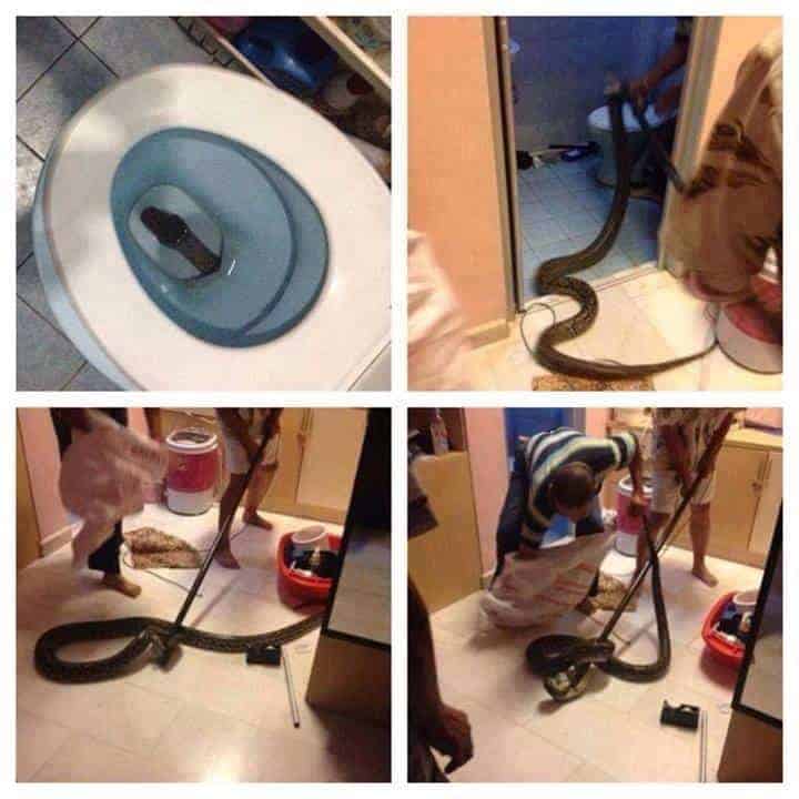 Snake inside of Toilet
