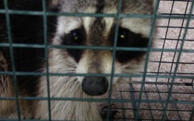 Animal in the Attic After Removal