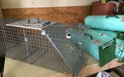 Squirrel Removal Dallas