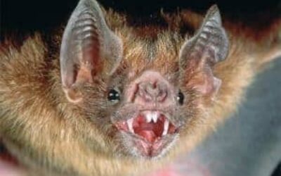 Wildlife Removal Dallas