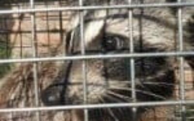 Raccoon Removal by Master Services