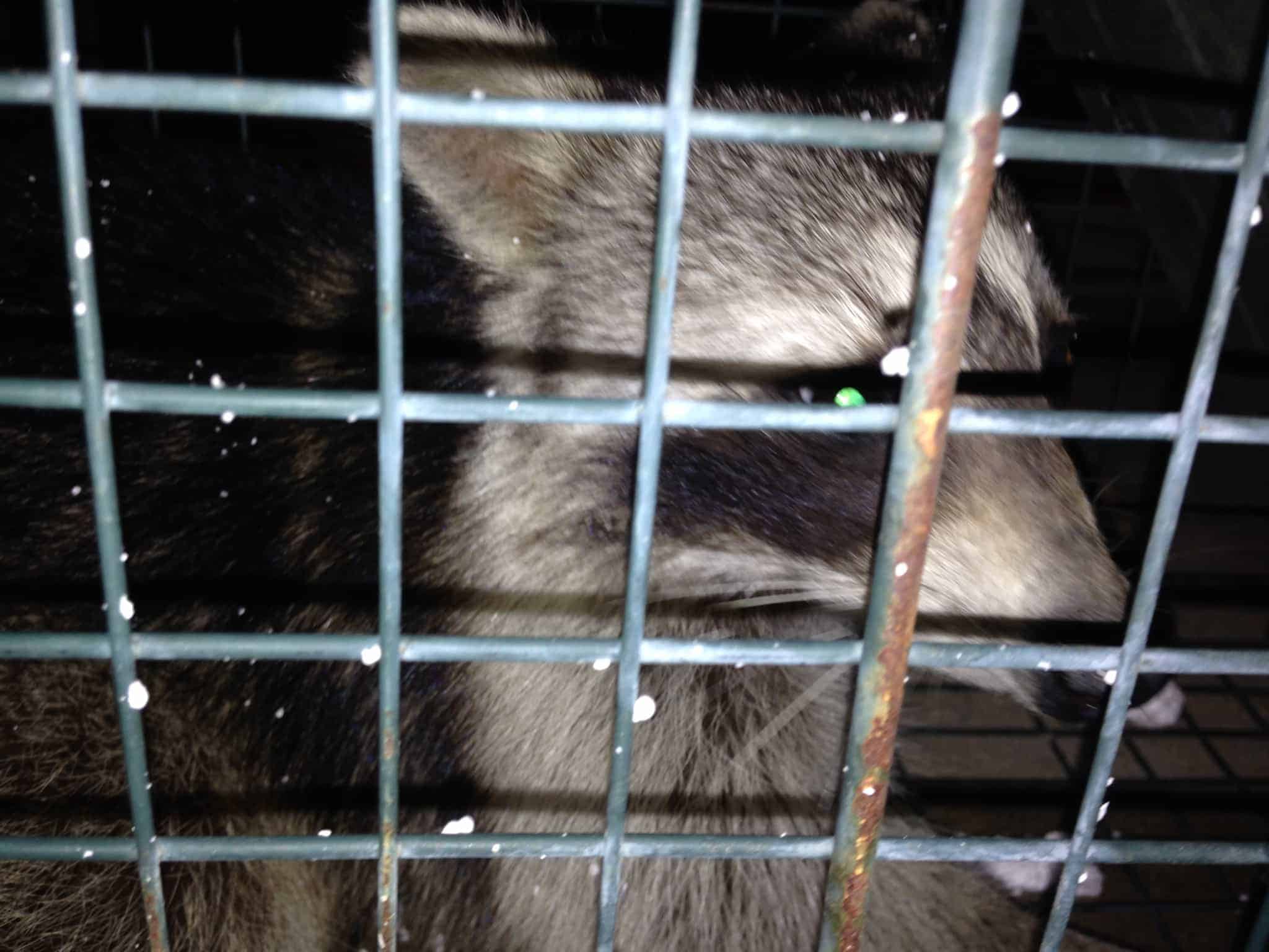 Up-Close Raccoon Removal Picture