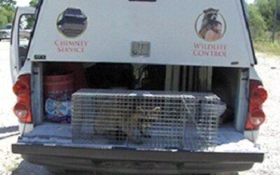 Masters Services Truck with Trapped Raccoon for Removal