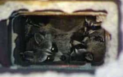 Raccoons Living in Chimney