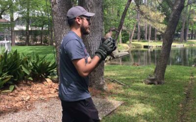 Wildlife Removal Expert During Animal Removal