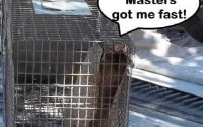 Houston Wildlife Removal and Relocation