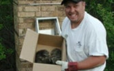 Chad Murray Certified Chimney Professional, Holding Raccoons