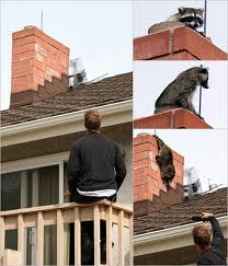 Chimney | Chimney Services | Masters Services