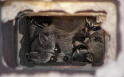 Family of raccoons in Chimney