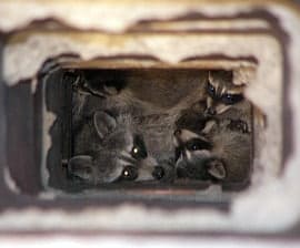 Family of raccoons in Chimney