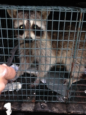 Wildlife Control and Relocation of Raccoon